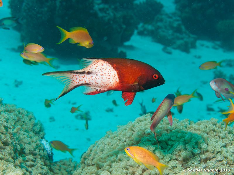 Lyretail hogfish (Bodianus anthoides) Marsa Shagra, Marsa Alam, Egypt