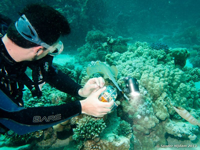 Chris with blue spotted stingray (Taeniura lymma) Marsa Shagra, Marsa Alam, Egypt