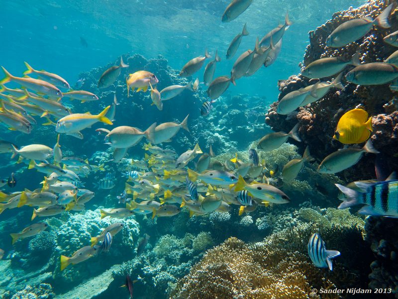 Yellowfin goatfish (Mulloides vanicolensis) Marsa Shagra, Marsa Alam, Egypt