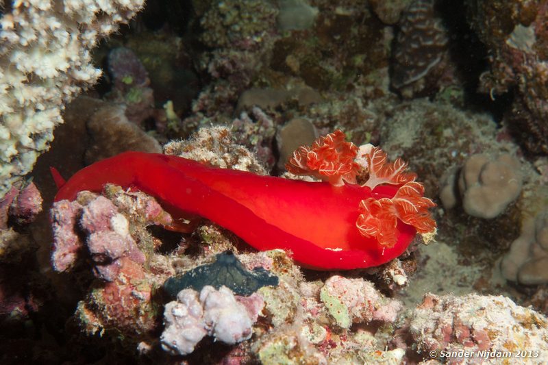 Spanish dancer (Hexabranchus sanguineus) Marsa Shagra, Marsa Alam, Egypt