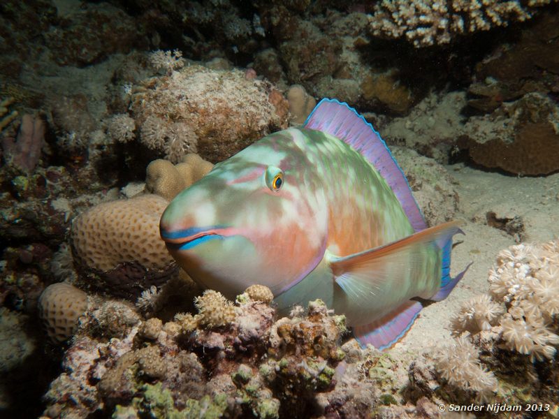 Longnose parrotfish (Hipposcarus harid) Marsa Shagra, Marsa Alam, Egypt
