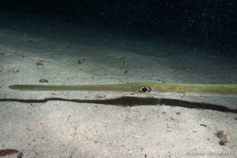 Cornetfish (Fistularia commersonii) Marsa Shagra, Marsa Alam, Egypt