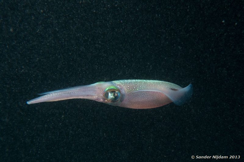 Bigfin reef squid (Sepioteuthis lessoniana) Marsa Shagra, Marsa Alam, Egypt