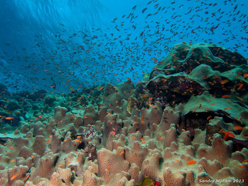 Rode vlaggenbaarzen Elphinstone reef, Marsa Alam, Egypt