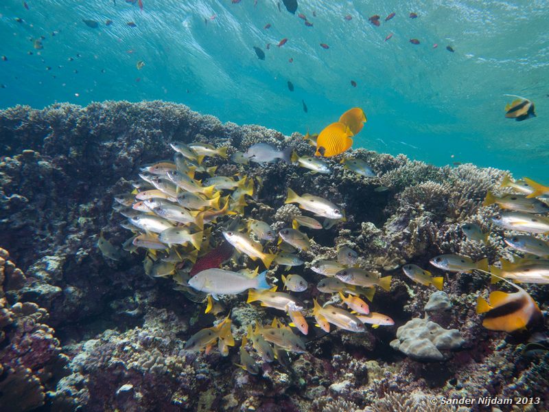 At least nine species! Elphinstone reef, Marsa Alam, Egypt