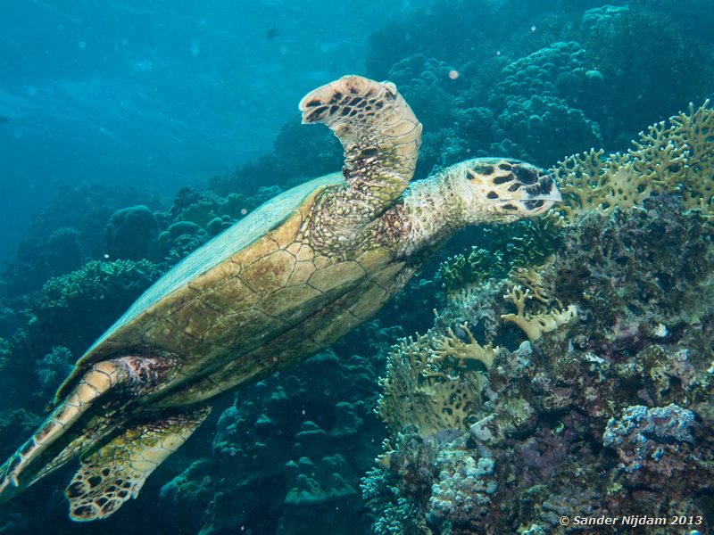 Hawksbill sea turtle (Eretmochelys imbricata) Marsa Shagra, Marsa Alam, Egypt
