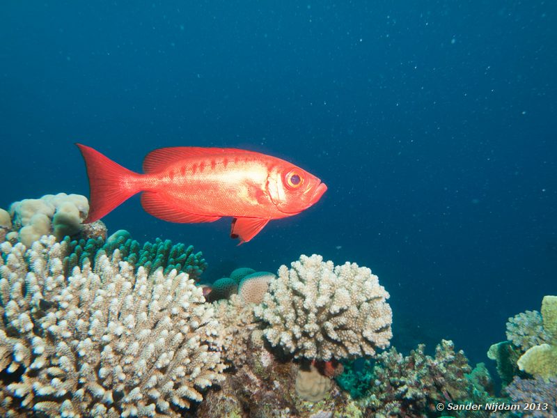 Common bigeye (Priacanthus hamrur) Marsa Shagra, Marsa Alam, Egypt