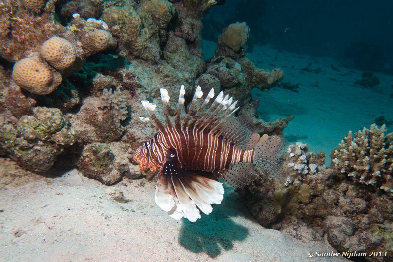 Common lionfish (Pterois volitans) Marsa Shagra, Marsa Alam, Egypt