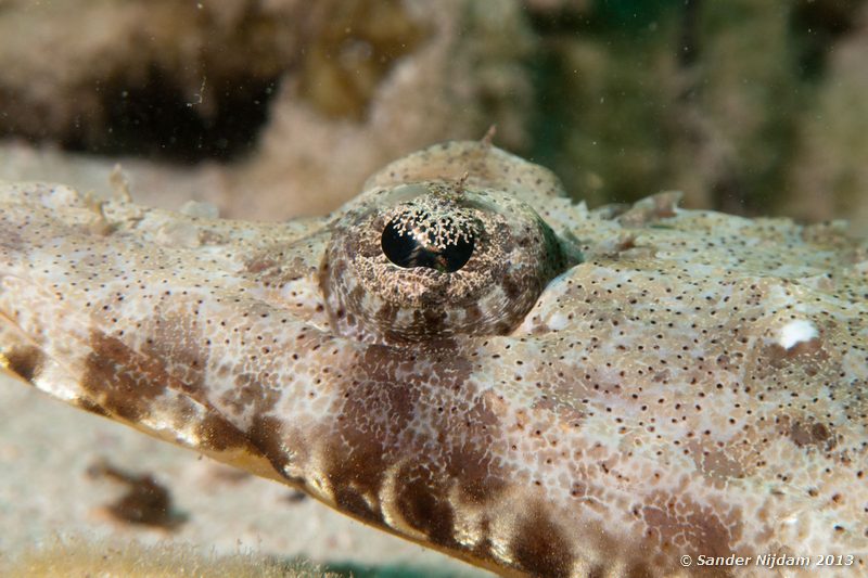 Carpet flathead (Papilloculiceps longiceps) Marsa Shagra, Marsa Alam, Egypt