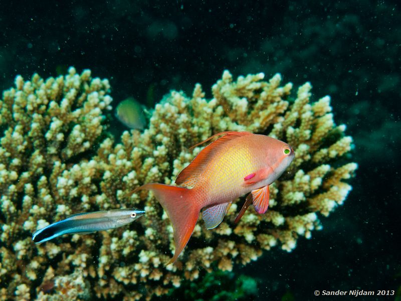 Jewel fairy basslet (Pseudanthias squamipinnis) with common cleaner wrasse (Labroides dimidiatus) Marsa Shagra, Marsa Alam, Egypt