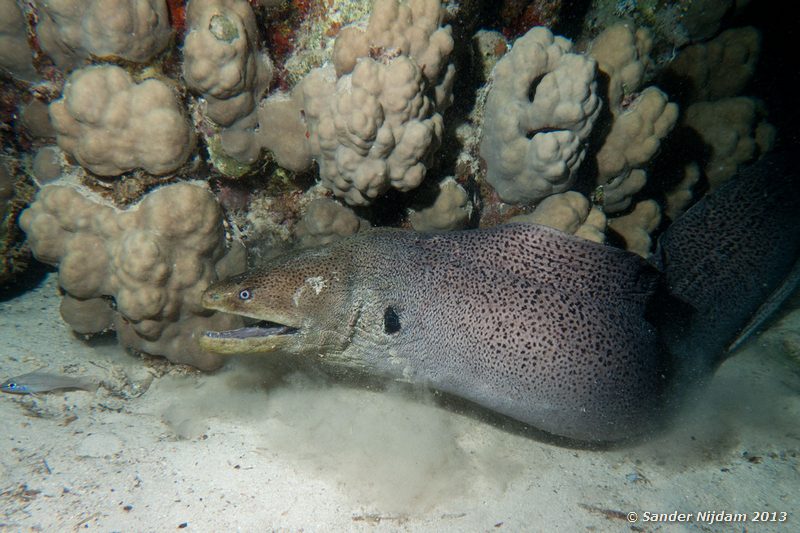 Giant moray (Gymnothorax javanicus) Marsa Shagra, Marsa Alam, Egypt