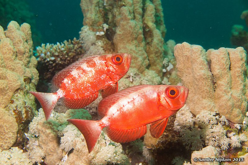 Common bigeye (Priacanthus hamrur), Marsha Shagra Rif grootoogbaarzen