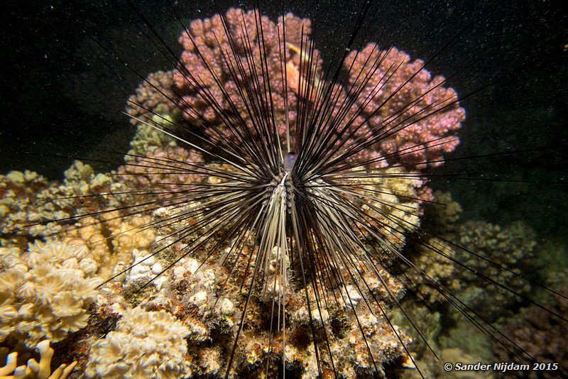 Diadem urchin (Diadema setosum), Marsa Shagra Diadeemzeester
