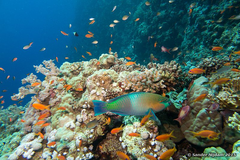 Rusty parrotfish (Scarus ferrugineus), Elphinstone reef Roestnek papegaaivis