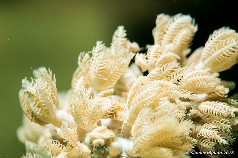 Ostrich feather coral (Xenia spp.), Marsa Egla Struisvogelveerkoraal