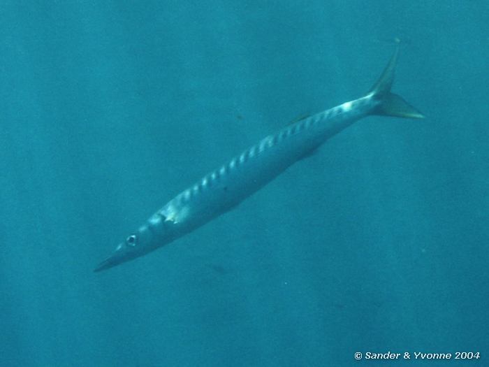 Gestreepte barracuda, Xlendi Bay, Gozo, 8-6-2004