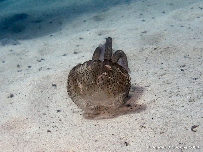 Kompaskwal, Xlendi Bay, Gozo, 8-6-2004