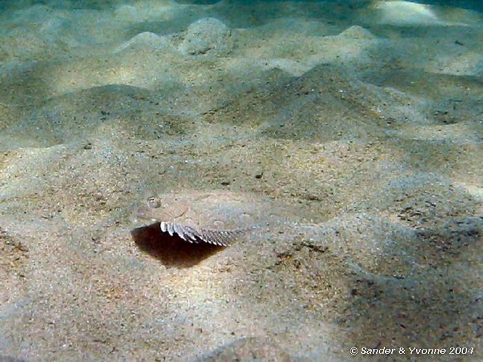 Gevlekte dwergtarbot, Xlendi Bay, Gozo, 8-6-2004