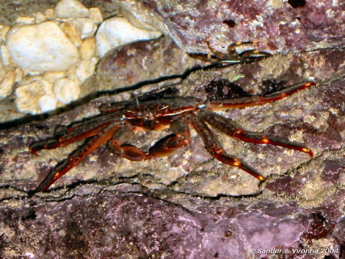 Percnon gibbesi (met dank aan Marianne Ligthart voor de tip), Xlendi Bay, Gozo, 8-6-2004