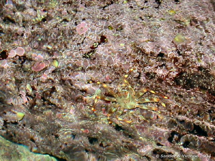 Percnon gibbesi (met dank aan Marianne Ligthart voor de tip), Xlendi Bay, Gozo, 8-6-2004