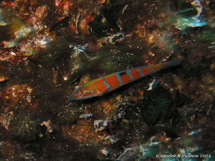 Pauwgirelle, Reqqa point, Gozo, 9-6-2004