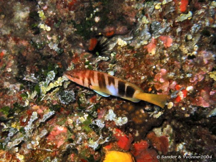 Schriftbaars, Reqqa point, Gozo, 9-6-2004