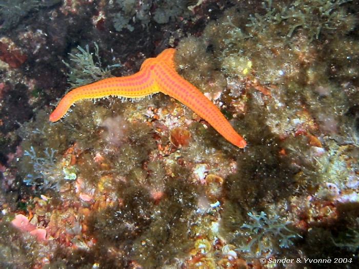 Oranje zeester, Reqqa point, Gozo, 9-6-2004