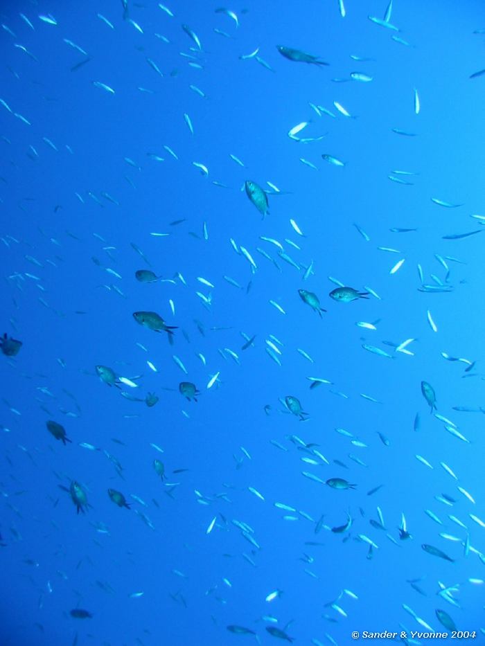 Kornaarsvissen en Monniksvissen, Reqqa point, Gozo, 9-6-2004