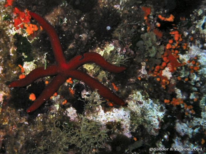 Purperen zeester, Reqqa point, Gozo, 9-6-2004