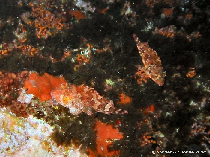 2 Bruine schorpioenvissen, Reqqa point, Gozo, 9-6-2004