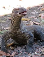 Komodovaraan