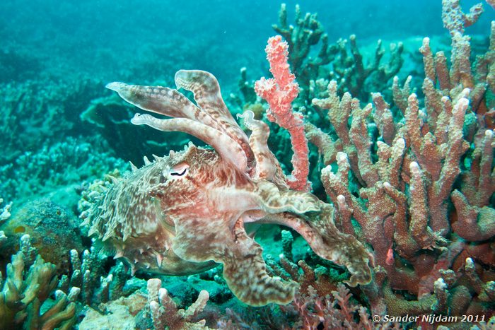 Sepia (Sepia sp.) Oceans 5 huisrif, Gili Air