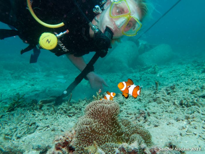 False Clown Anemonefish (Amphiprion ocellaris) Oceans 5 huisrif, Gili Air