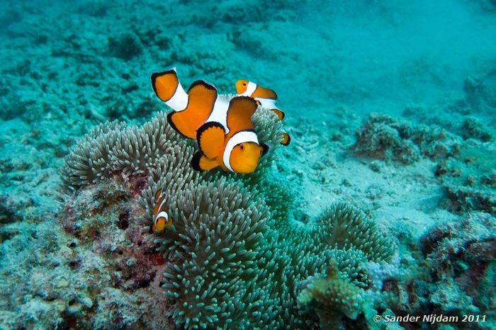 False Clown Anemonefish (Amphiprion ocellaris) Oceans 5 huisrif, Gili Air