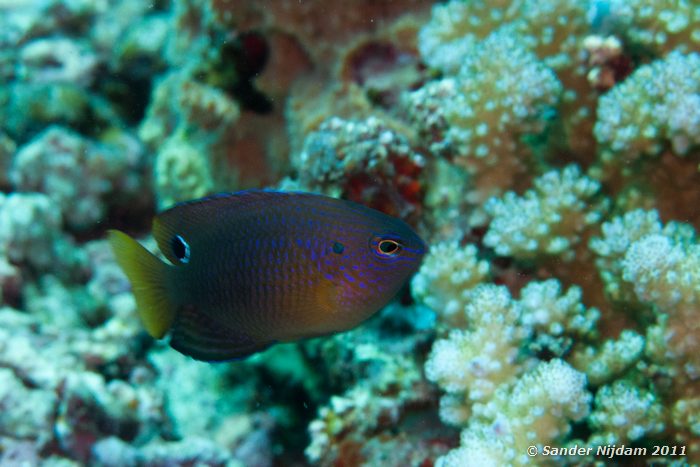 Princess Damsel (Pomacentrus vaiuli) Soraya, Gili Meno