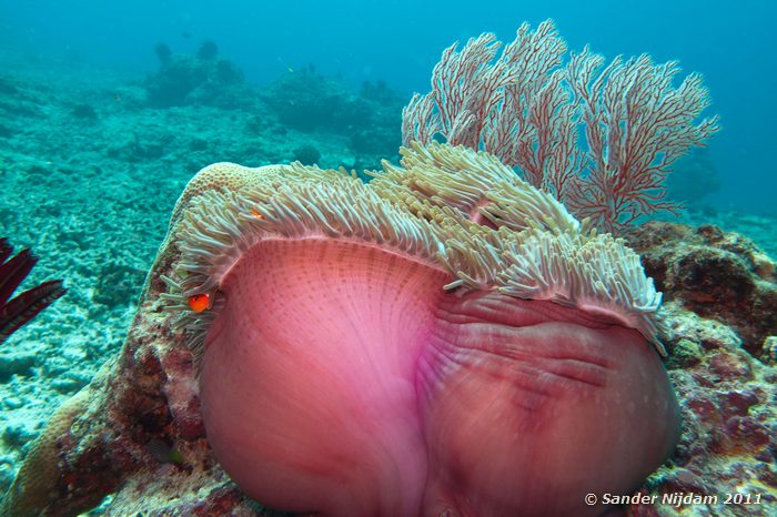 Magnificent Sea Anemone (Heteractis magnifica) Halik, Gili Trawangan