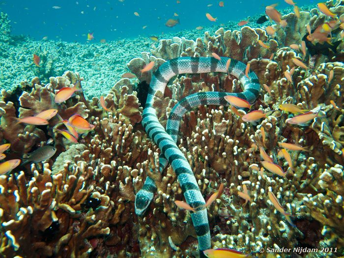 Blue-lipped Sea Krait (Laticauda laticaudata) Halik, Gili Trawangan