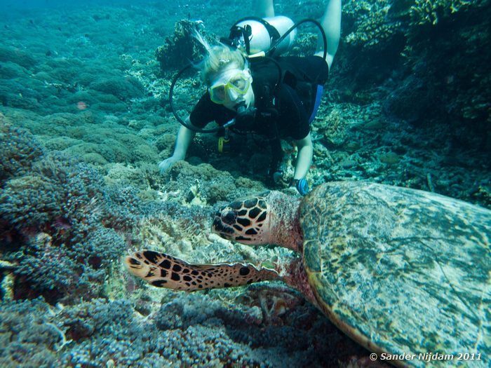 Hawksbill turtle (Eretmochelys imbricata) Halik, Gili Trawangan