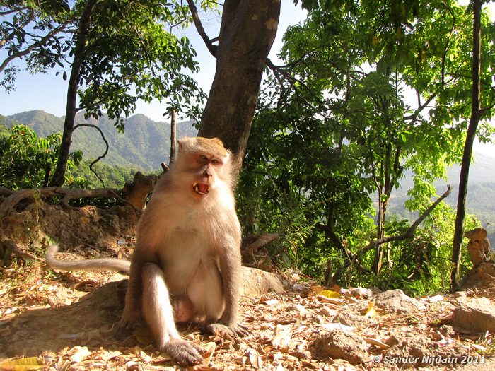 Long tailed macaque (Macaca fascicularis) Lombok