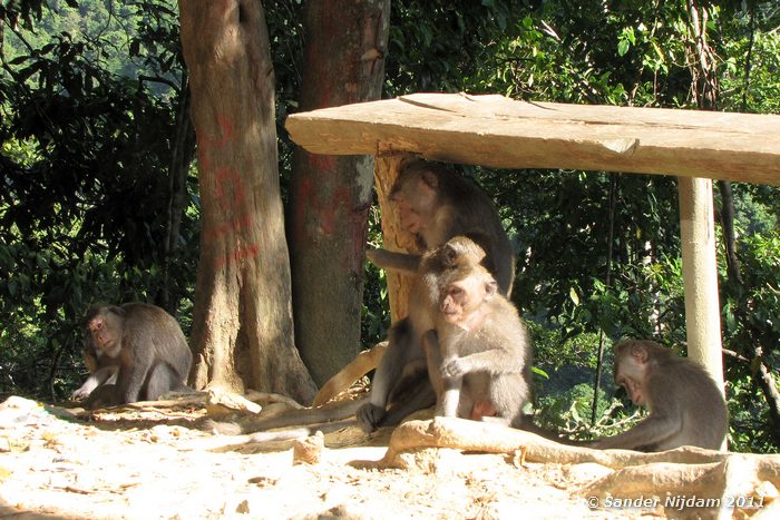 Long tailed macaques (Macaca fascicularis) Lombok