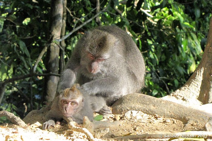 Long tailed macaque (Macaca fascicularis) Lombok