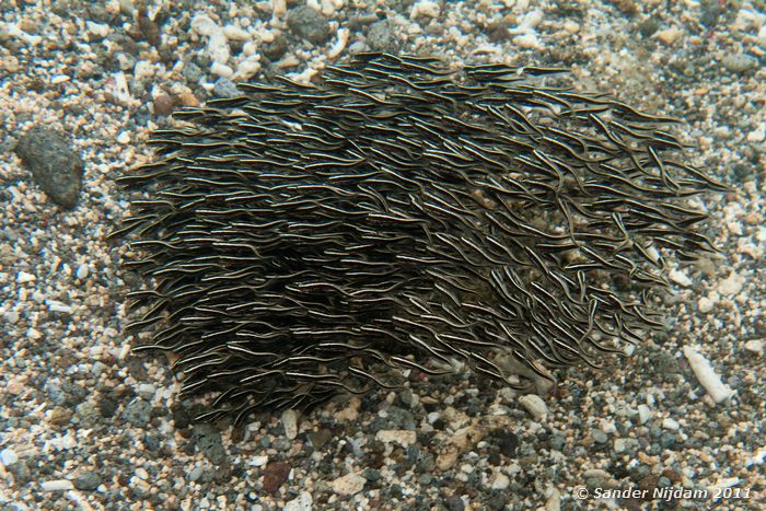 Striped Catfish (Plotosus lineatus) Snorkelen bij Kencana huisrif, Sumbawa Besar