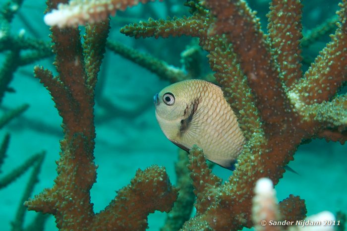 Reticulated Dascyllus (Dascyllus reticulatus) Kencana huisrif, Sumbawa Besar