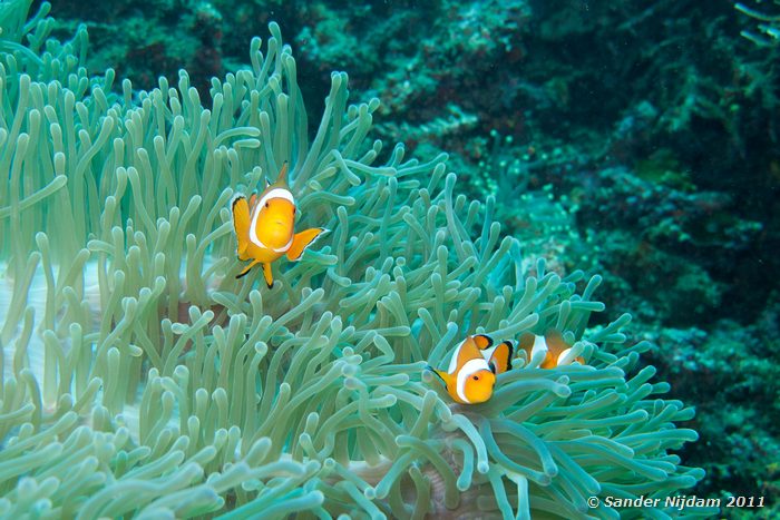 False Clown Anemonefish (Amphiprion ocellaris) Kencana huisrif, Sumbawa Besar