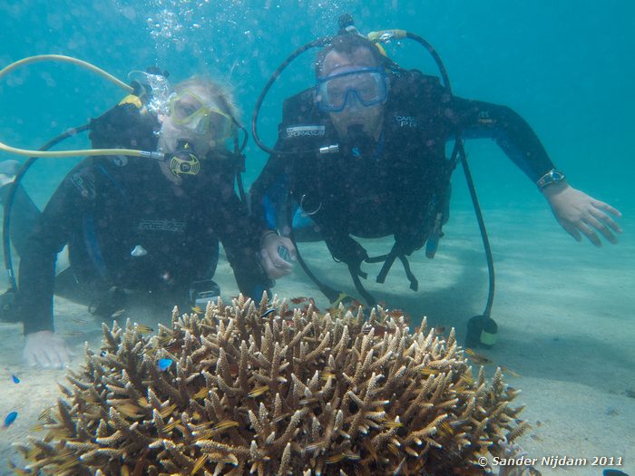  Kencana huisrif, Sumbawa Besar