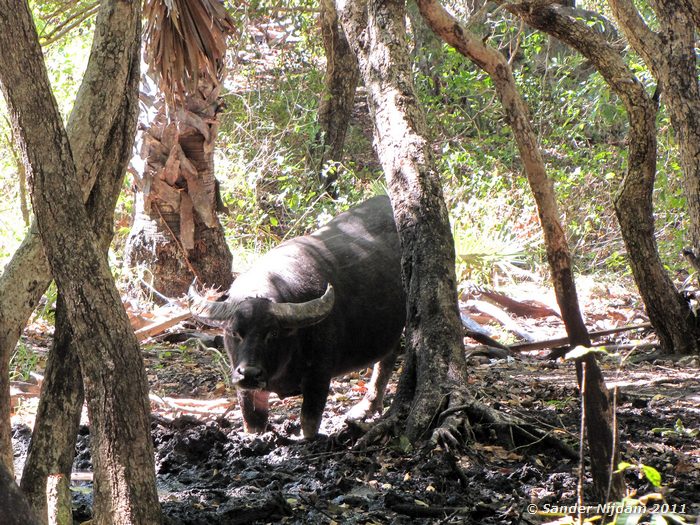  Rinca, Komodo National Park
