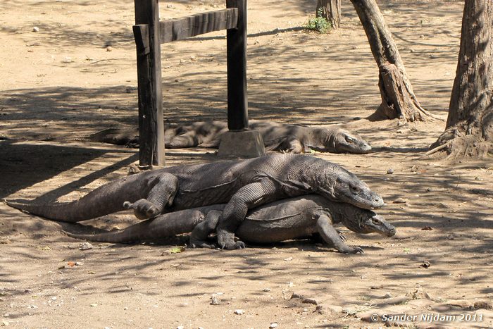 Komodo Dragon (Varanus komodoensis) Rinca, Komodo National Park