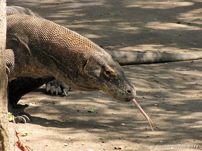 Komodo Dragon (Varanus komodoensis) Rinca, Komodo National Park