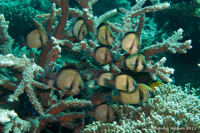 Reticulated Dascyllus (Dascyllus reticulatus) The Wall, Padangbai, Bali