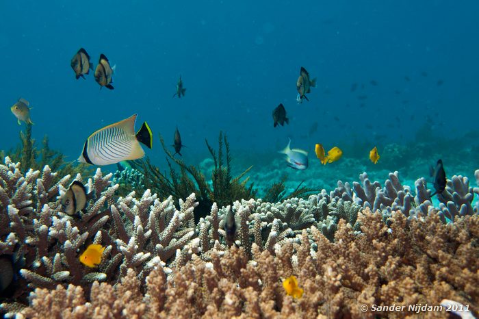 Chevroned Butterflyfish (Chaetodon trifascialis) The Wall, Padangbai, Bali